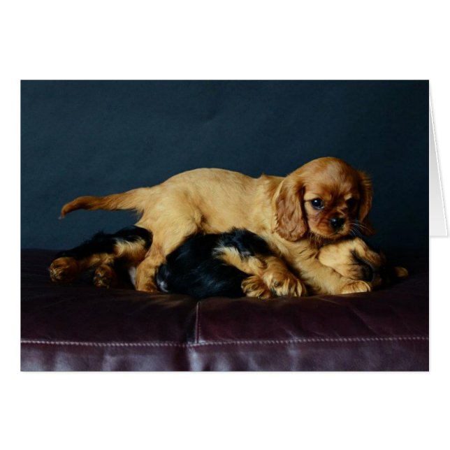 Lucy battant son frère (Devant horizontal)