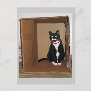 Lucy in a Box Postcard