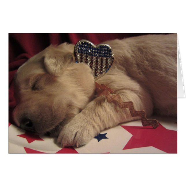 Lucy patriote (Devant horizontal)