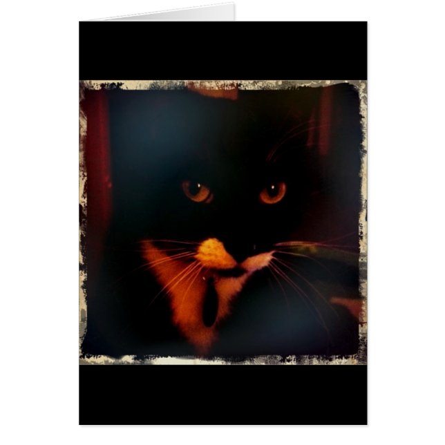 Lucy's Dramatic Look (Front)