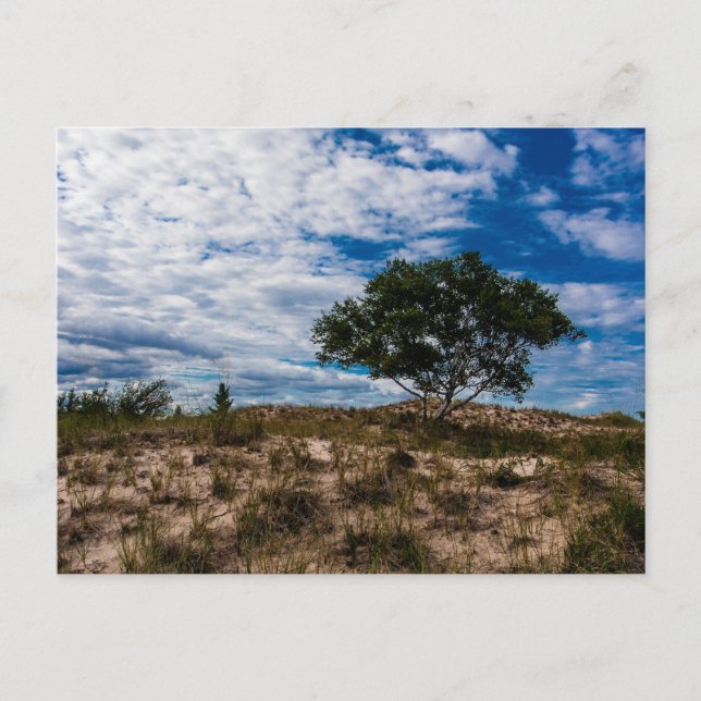 Ludington State Park, Michigan Postcard (Front)