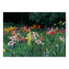 Lueur maximale - Daylilies