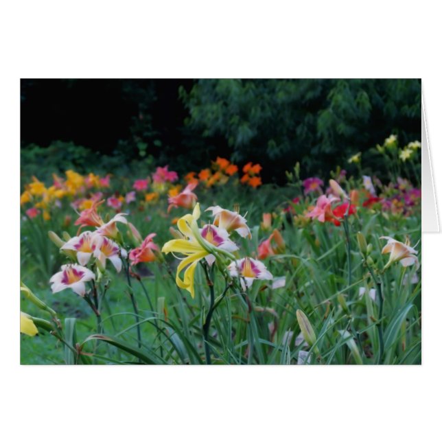 Lueur maximale - Daylilies (Devant horizontal)