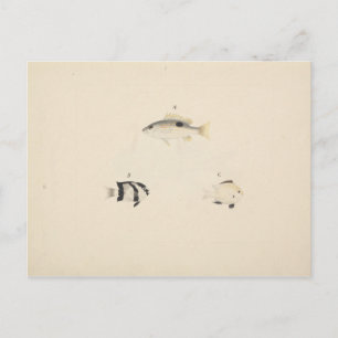 Luigi Balugani - Three Unidentified Fish Postcard
