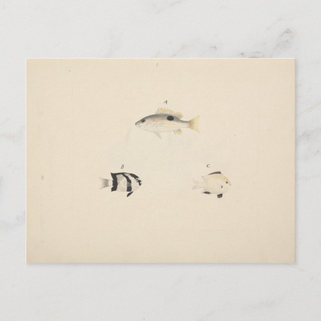 Luigi Balugani - Three Unidentified Fish Postcard (Front)