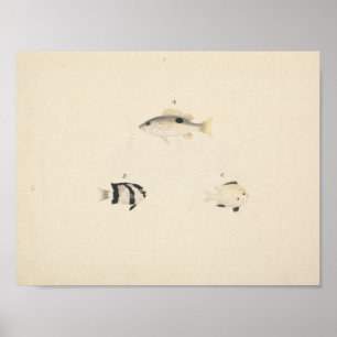 Luigi Balugani - Three Unidentified Fish Poster