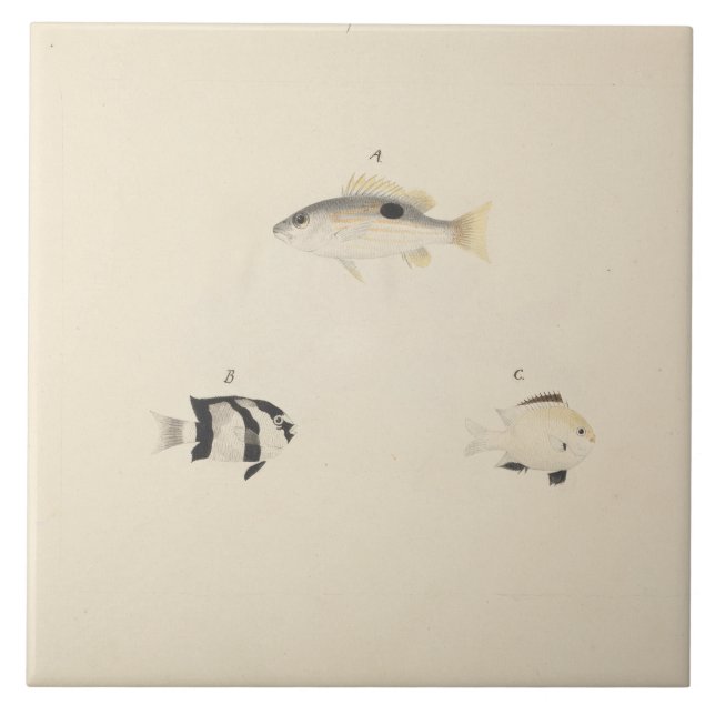 Luigi Balugani - Three Unidentified Fish Tile (Front)