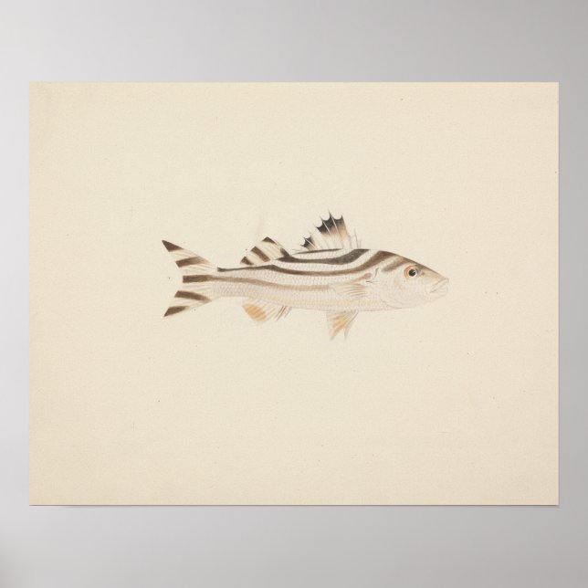 Luigi Balugani - Unidentified Fish Poster (Front)