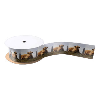 Luing cow on the Isle of Islay, Scotland Satin Ribbon