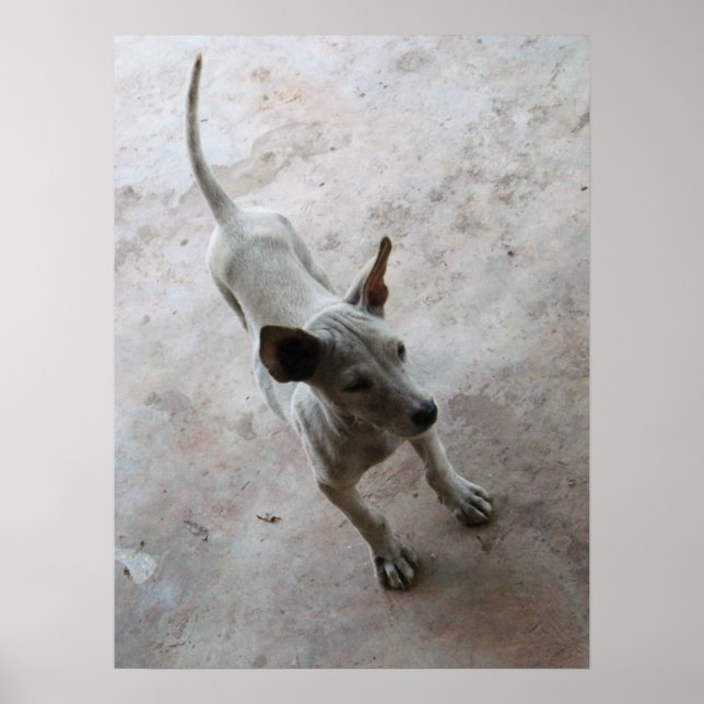Luk Maa ... Thai Soi Puppy Dog Poster (Front)