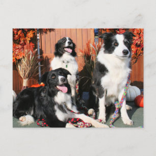 Luke Winnie and Lando - Border Collie Photo-05 Postcard