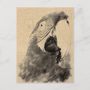 Lulu Macaw Sketch Postcard