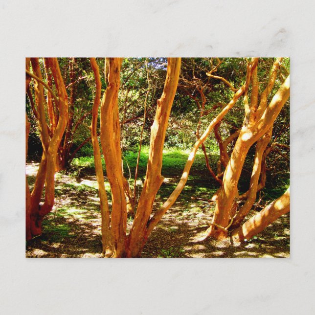 Luma apiculata, Chile Postcard (Front)