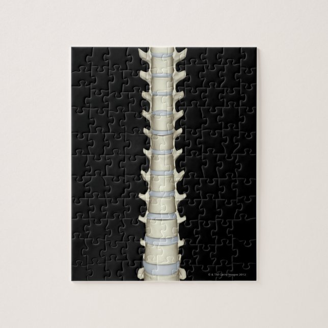 Lumbar and Thoracic Vertebrae Jigsaw Puzzle (Vertical)