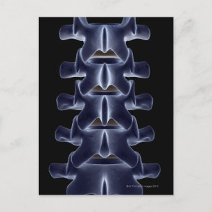 Lumbar Vertebra 2 Postcard