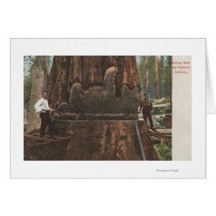 Lumberjacks Cutting Down a Redwood Tree