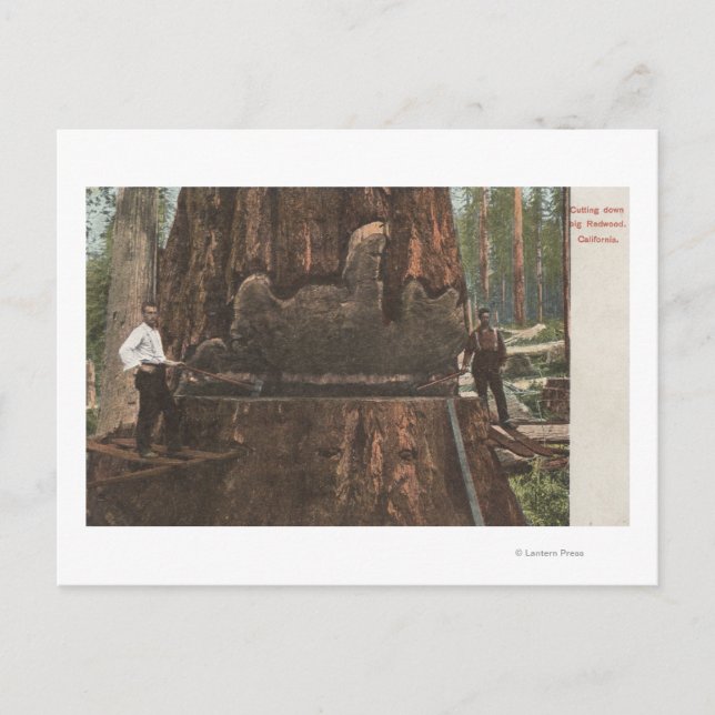 Lumberjacks Cutting Down a Redwood Tree Postcard (Front)