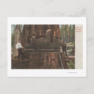 Lumberjacks Cutting Down a Redwood Tree Postcard