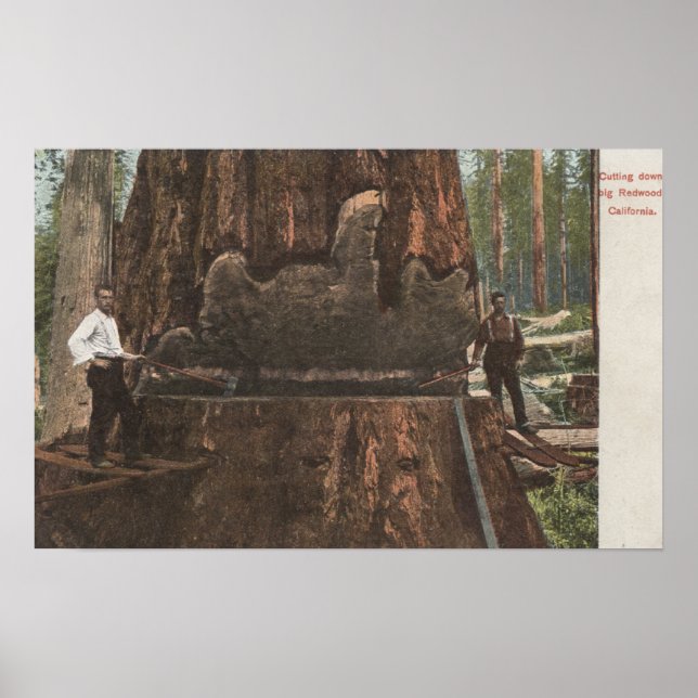 Lumberjacks Cutting Down a Redwood Tree Poster (Front)