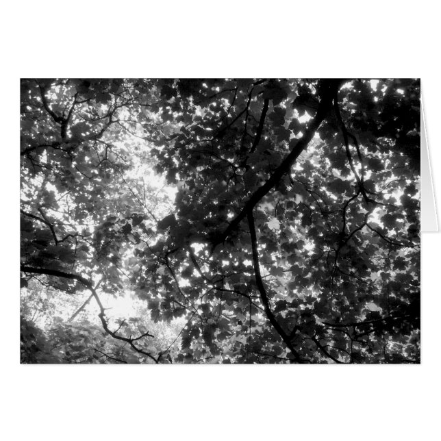 Lumière à travers les arbres (Devant horizontal)