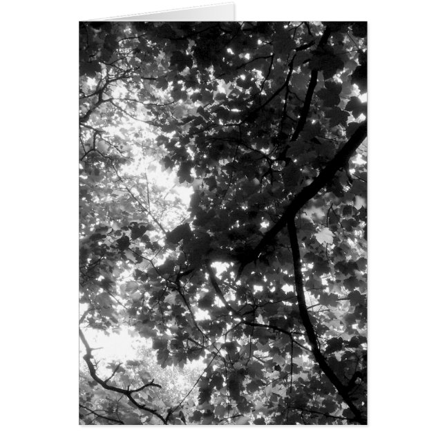 Lumière à travers les arbres - Verticale (Devant)