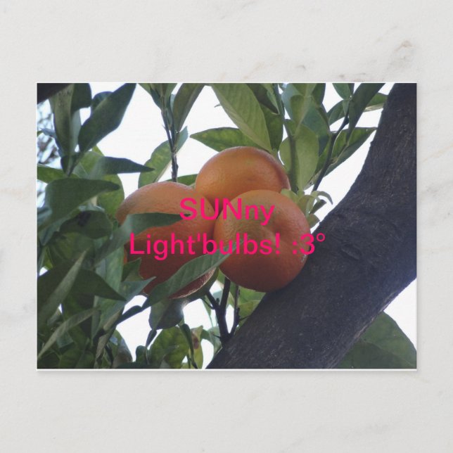 Lumière de SUNy`Bulbes- Cartes postales : 3 (Devant)