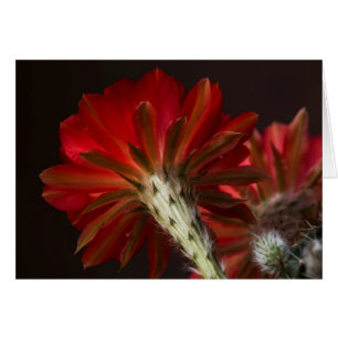 Lumière du feu tout autour