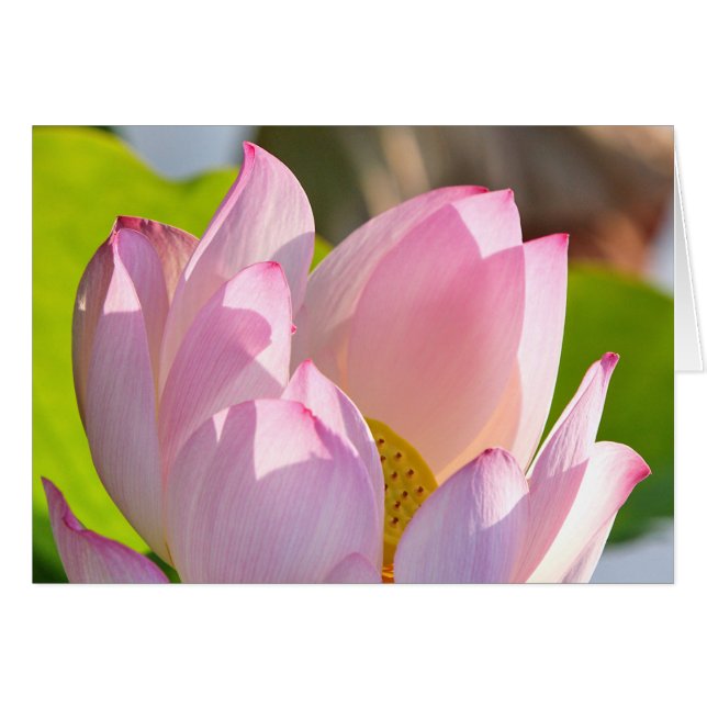 Lumière du matin (Devant Horizontal)