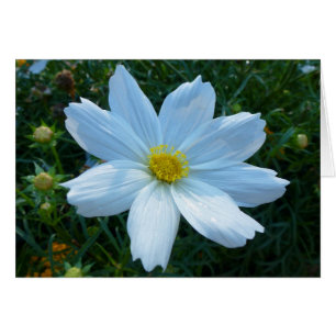 Lumière du soleil sur la florale blanche de Cosmos