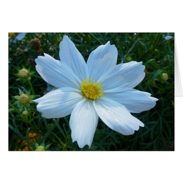 Lumière du soleil sur la florale blanche de Cosmos (Devant horizontal)