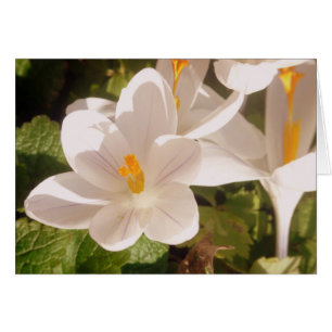 Lumière tachetée en fleur blanche