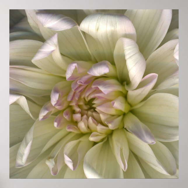 Lumimous Dahlia Petals Poster (Front)