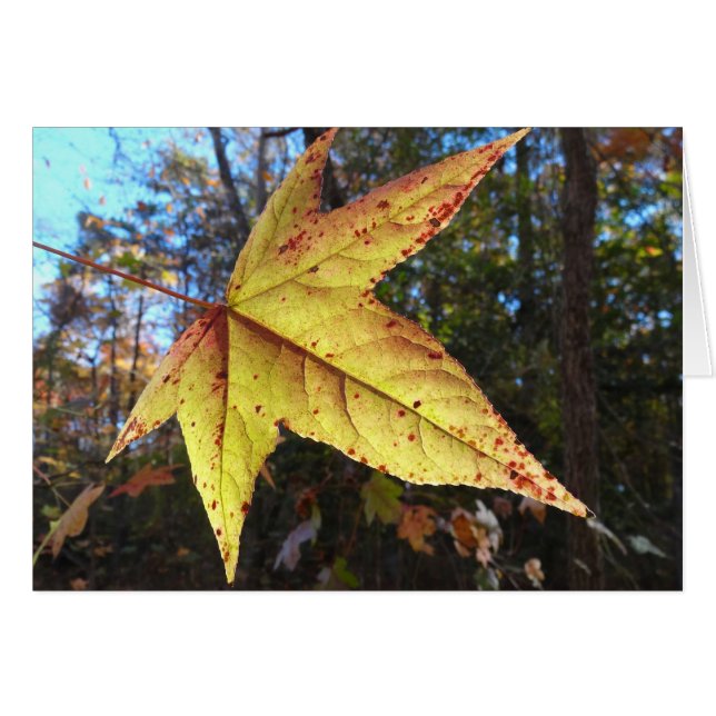 Lumineuse feuille de sucre dans la forêt (Devant Horizontal)