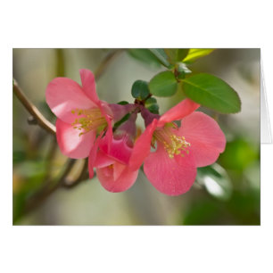 Luminosité de coing rose