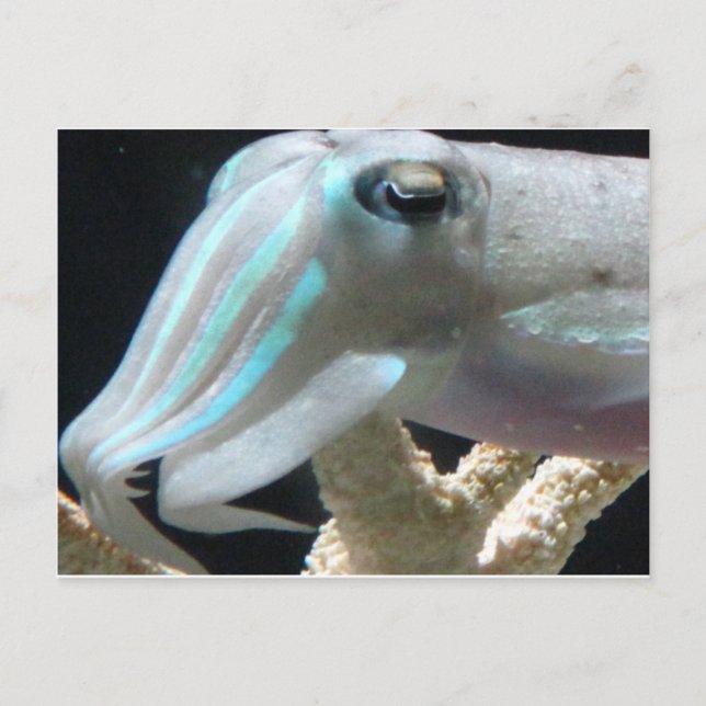 Luminous Cuttlefish Postcard (Front)