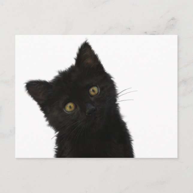 Luna Bella Black Kitten Postcard (Front)