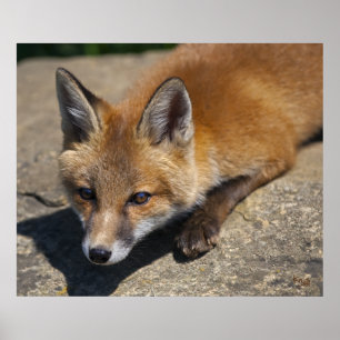 Luna Fox Print