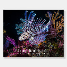 Luna lion fish, Pterois lunulata,