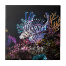 Luna lion fish, Pterois lunulata,