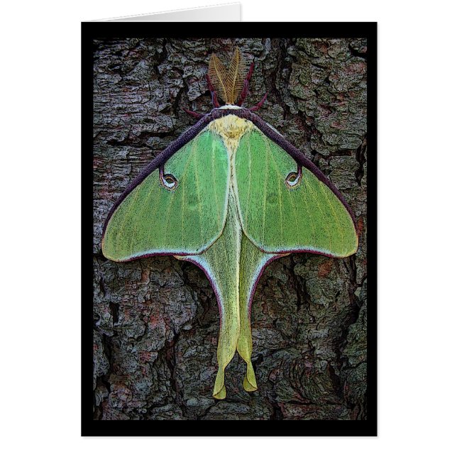 Luna Moth (Front)