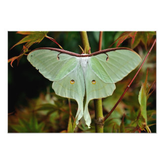 Luna Moth 19x16 grand impression