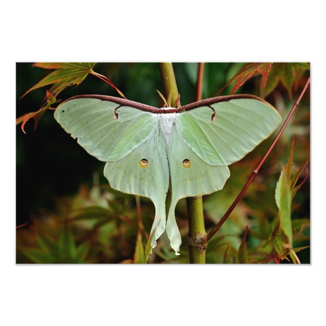 Luna Moth 19x16 grand impression (Devant)