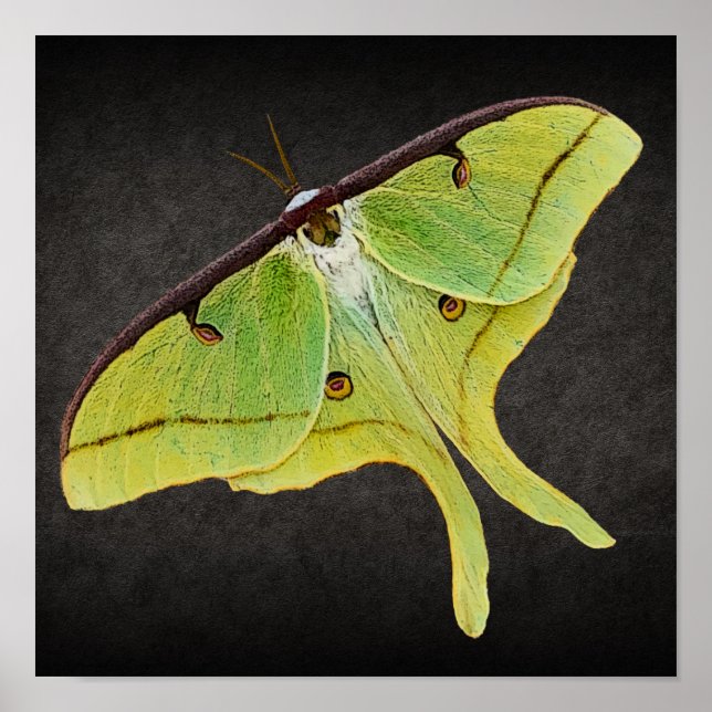 Luna Moth Artwork in Vibrant Colour on Black Poster (Front)