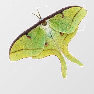 Luna Moth Artwork in Vibrant Colour Window Cling