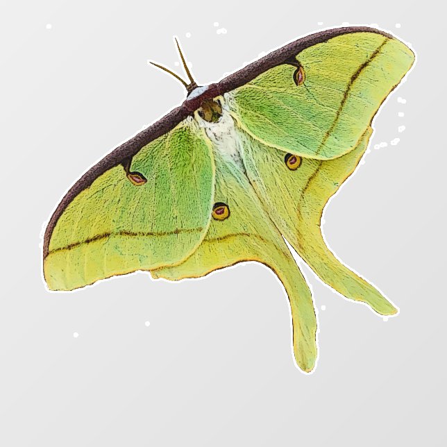 Luna Moth Artwork in Vibrant Colour Window Cling (Sheet)