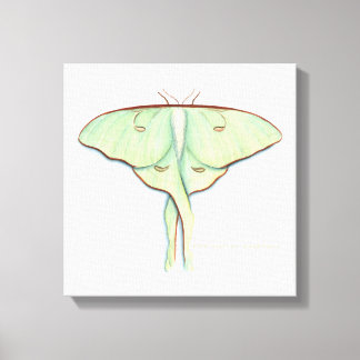 Luna Moth Canvas Print