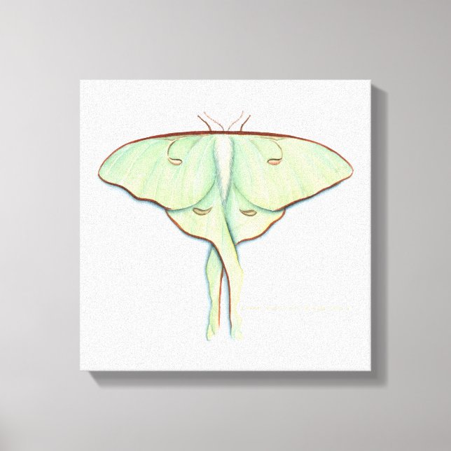 Luna Moth Canvas Print (Front)