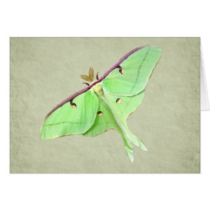 Luna Moth Card