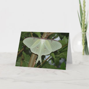 Luna moth card