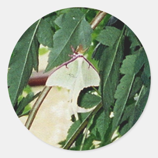 Luna Moth Classic Round Sticker (Front)